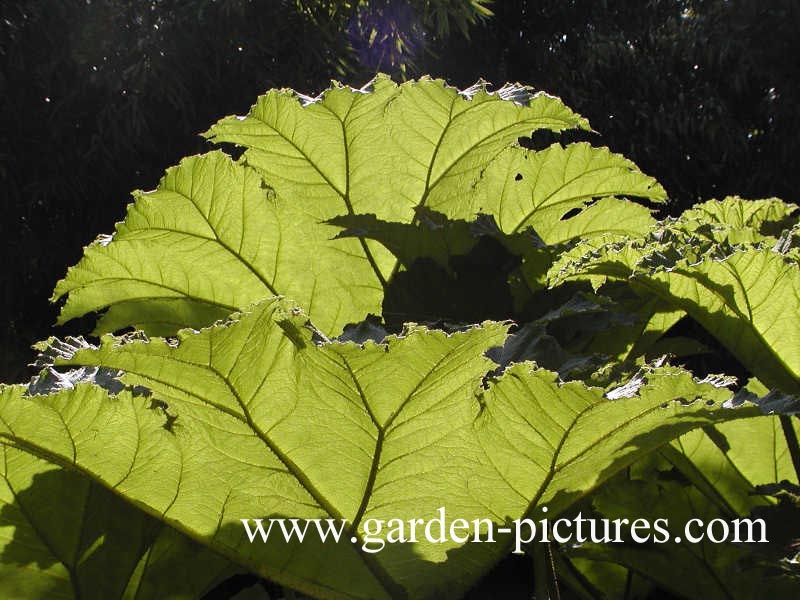 Gunnera manicata