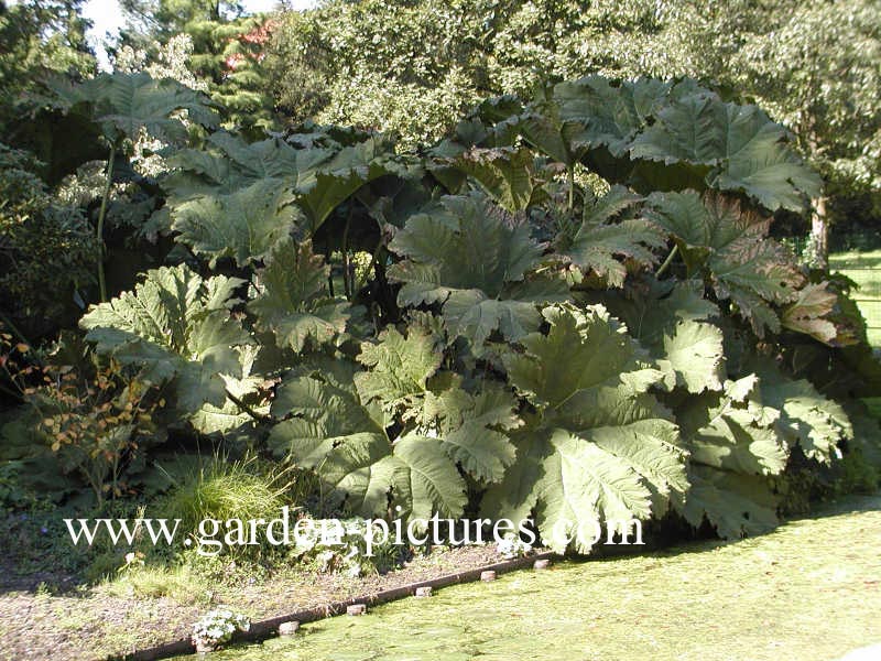 Gunnera manicata