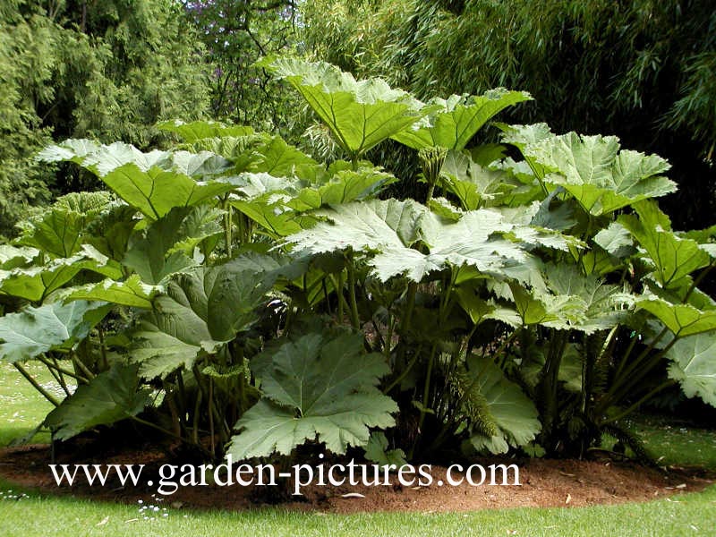 Gunnera manicata