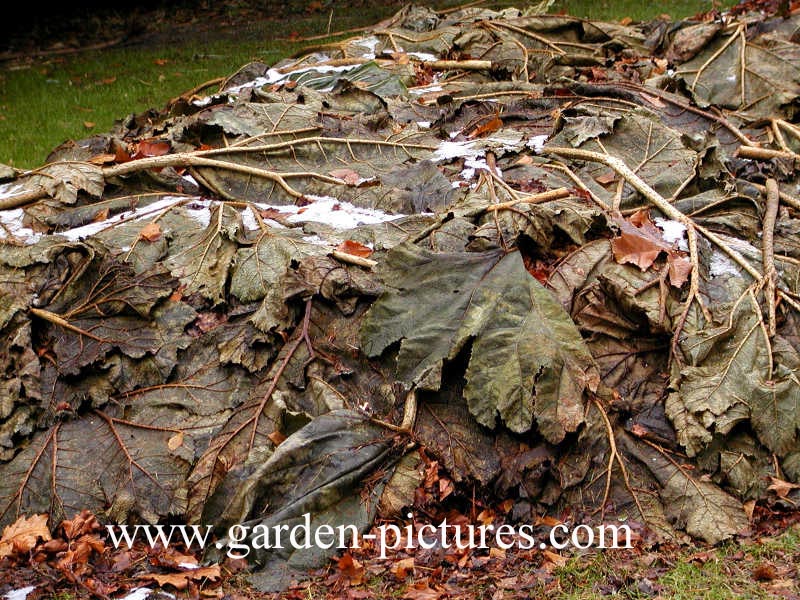 Gunnera manicata