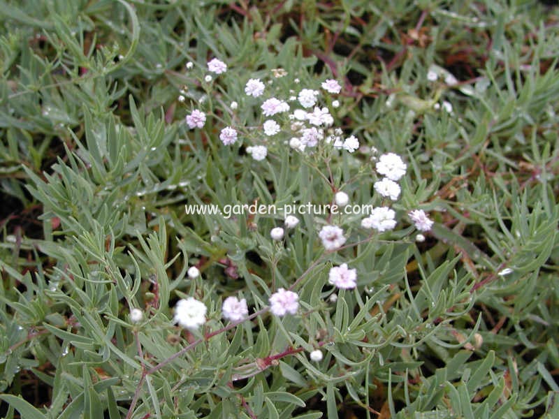 Gypsophila 'Rosenschleier'