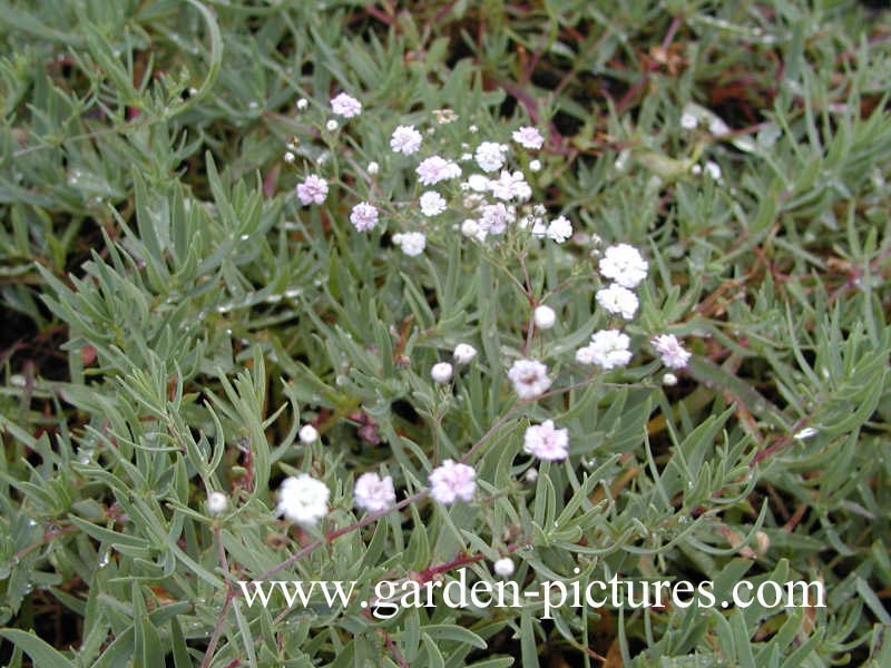 Halimium umbellatum