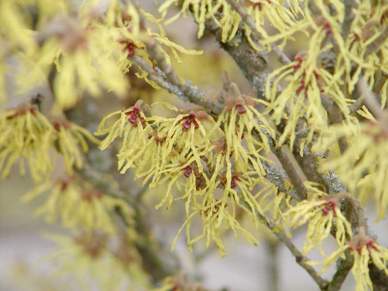 Hamamelis intermedia 'Barmstedt Gold'