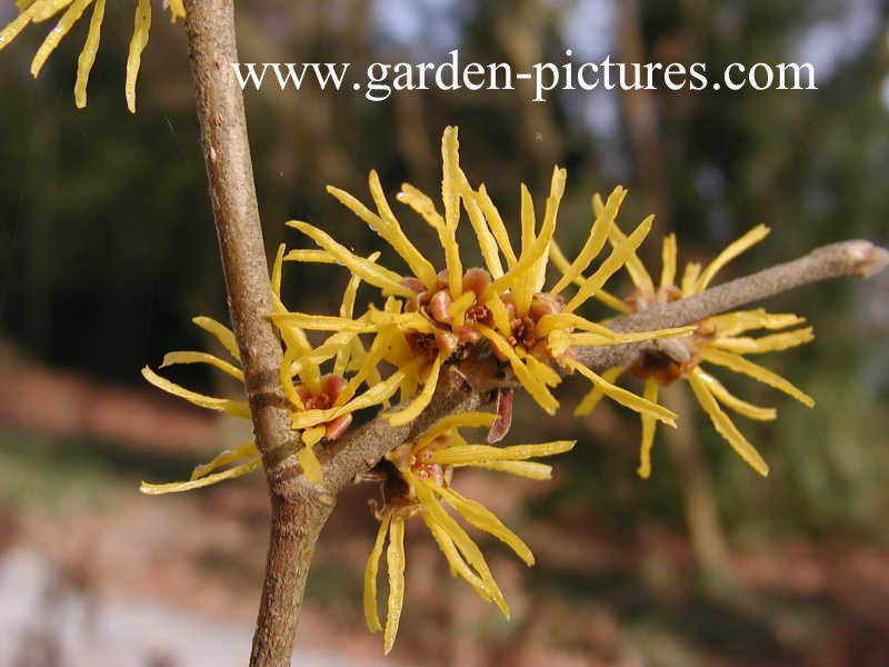 Hamamelis 'Brevipetala'