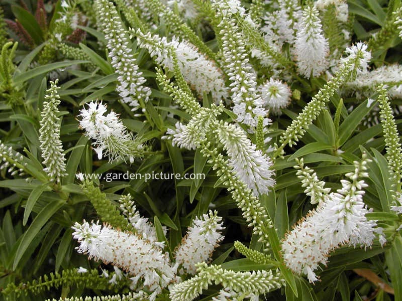 Hebe 'Snowdrift'