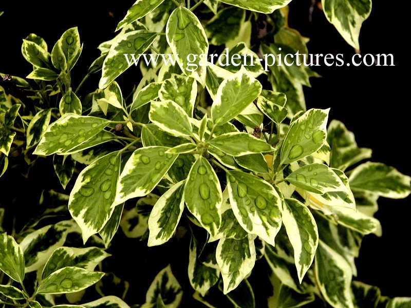 Hedera helix 'Ice Cream'