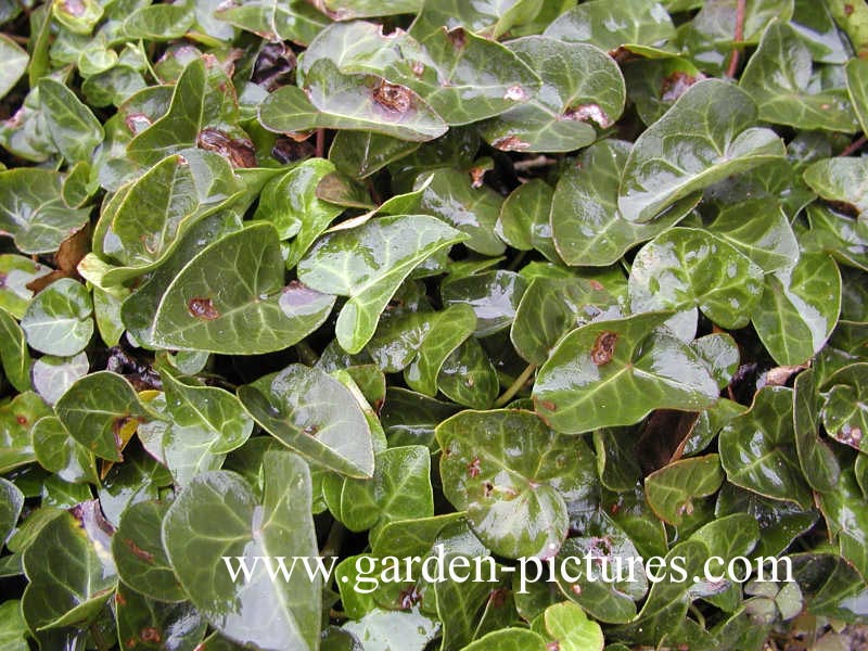 Hedera hibernica 'Deltoidea'