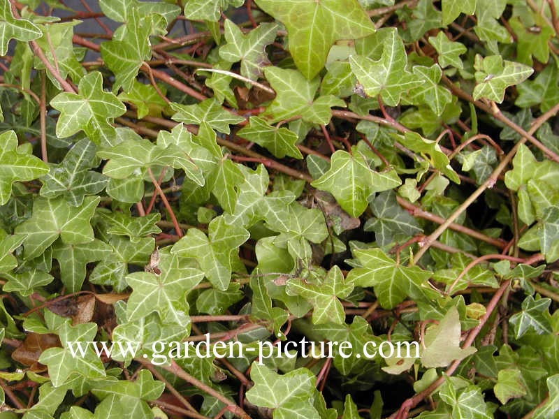 Hedera helix 'Walthamensis'