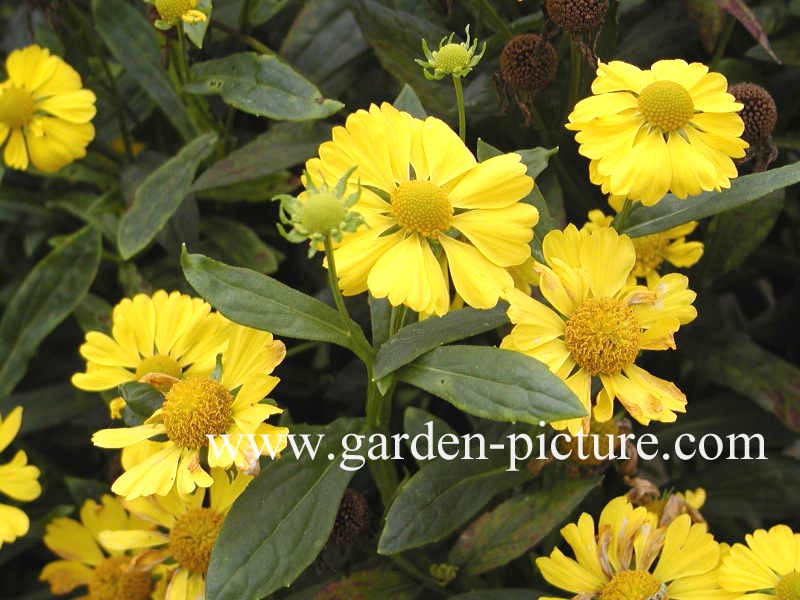 Helenium 'Goldrausch'