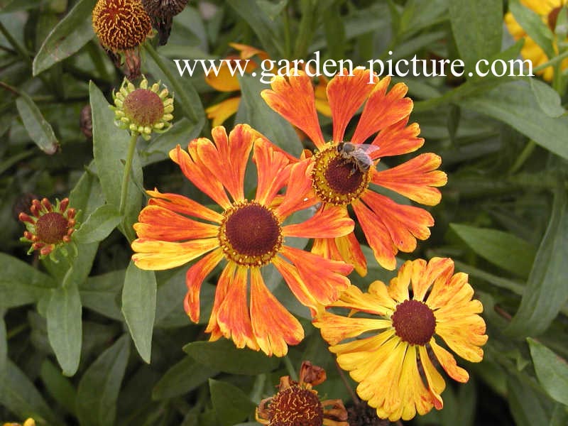 Helenium 'Waltraut'