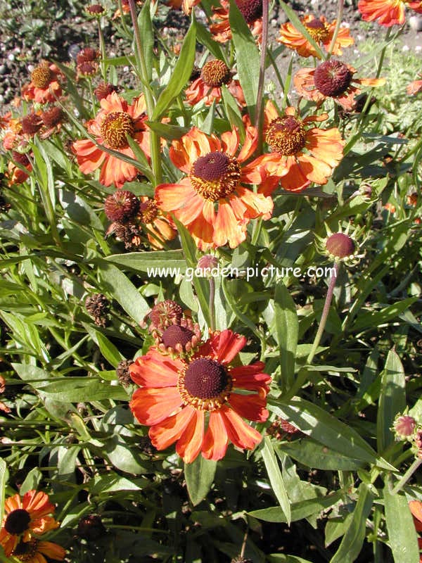 Helenium 'Kupferzwerg'