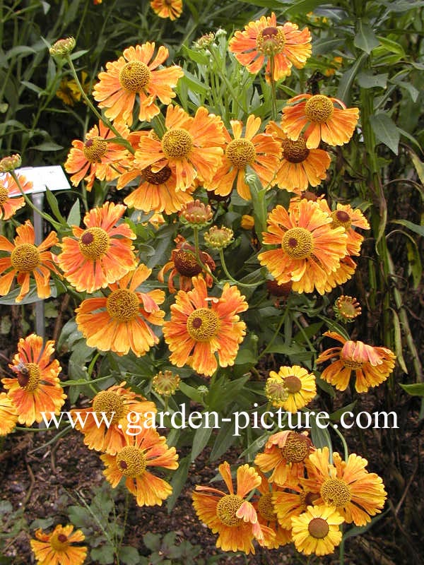 Helenium 'Waltraut'