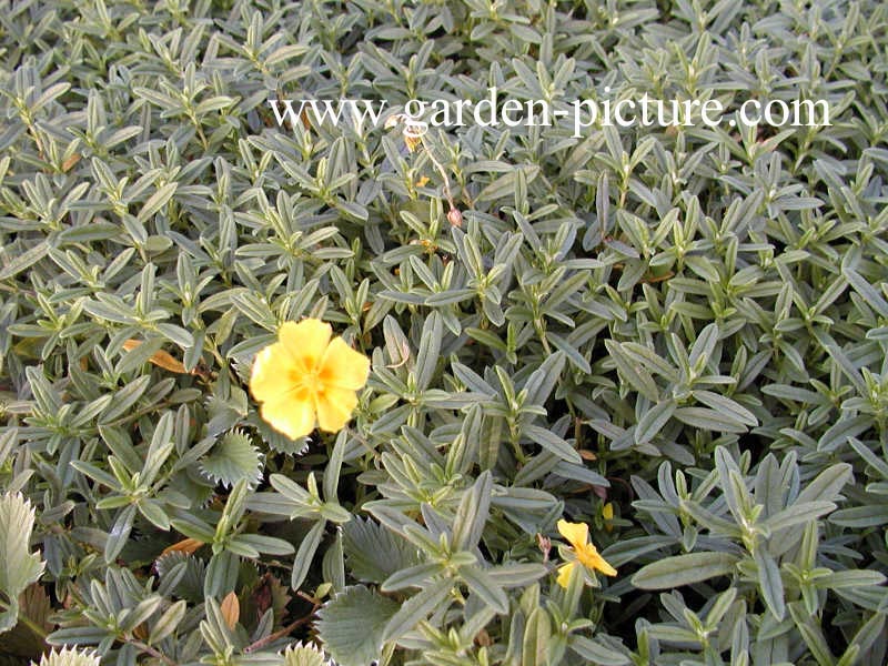 Helianthemum 'Golden Queen'