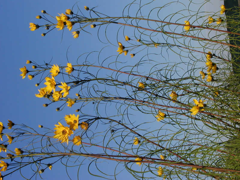 Helianthus salicifolius