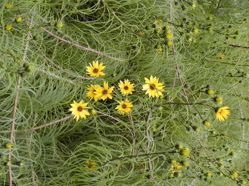 Helianthus salicifolius