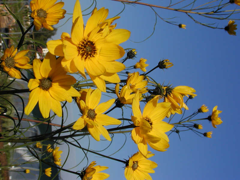 Helianthus salicifolius