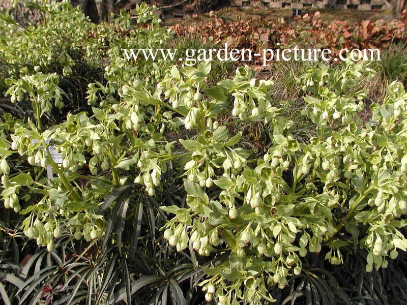 Helleborus foetidus