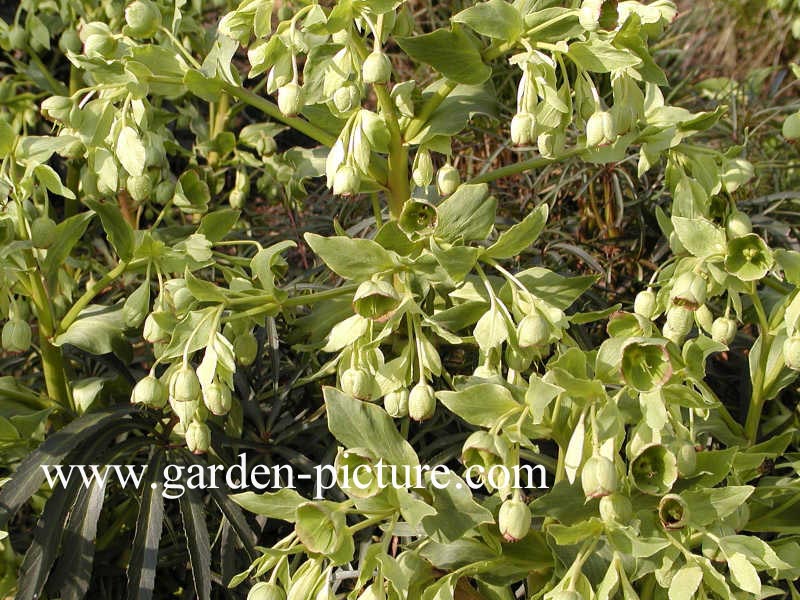 Helleborus foetidus