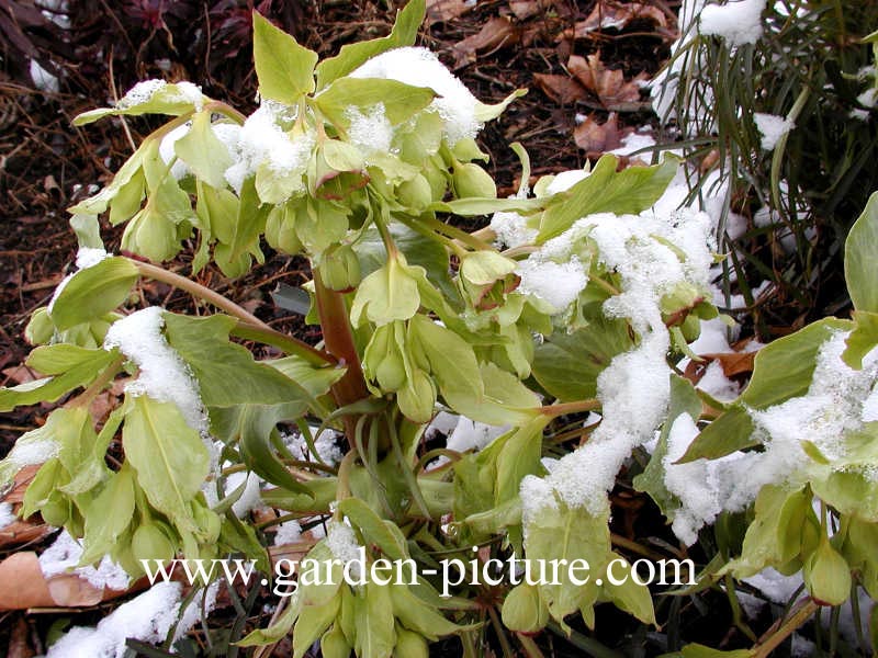 Helleborus foetidus