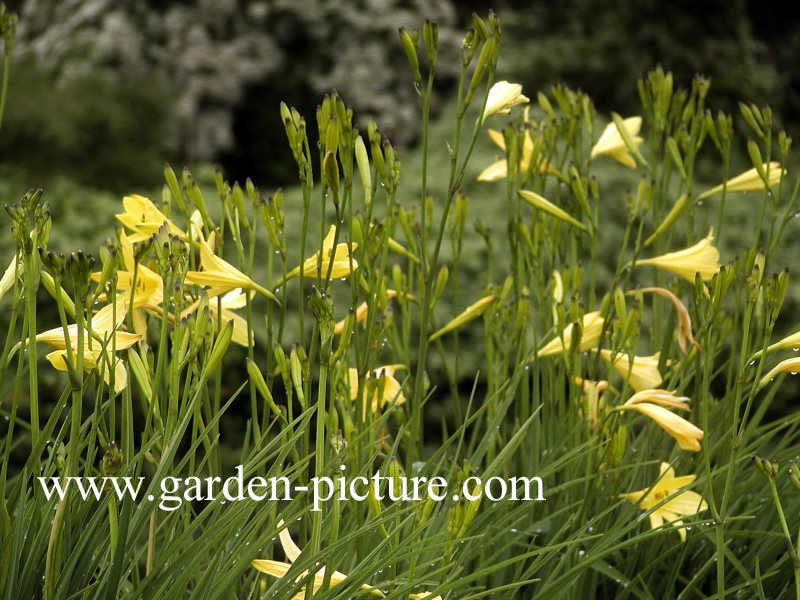 Hemerocallis lilioasphodelus