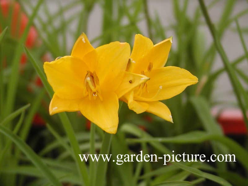 Hemerocallis 'Stella d'Oro'