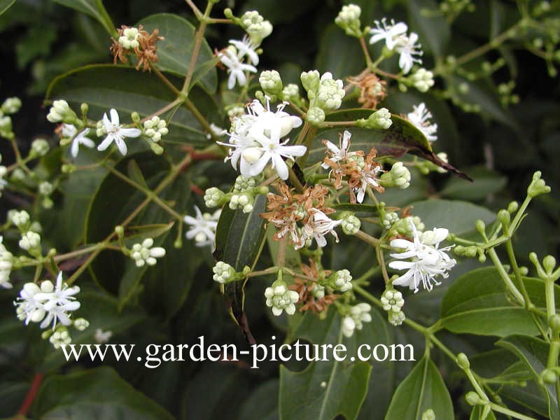 Heptacodium miconioides