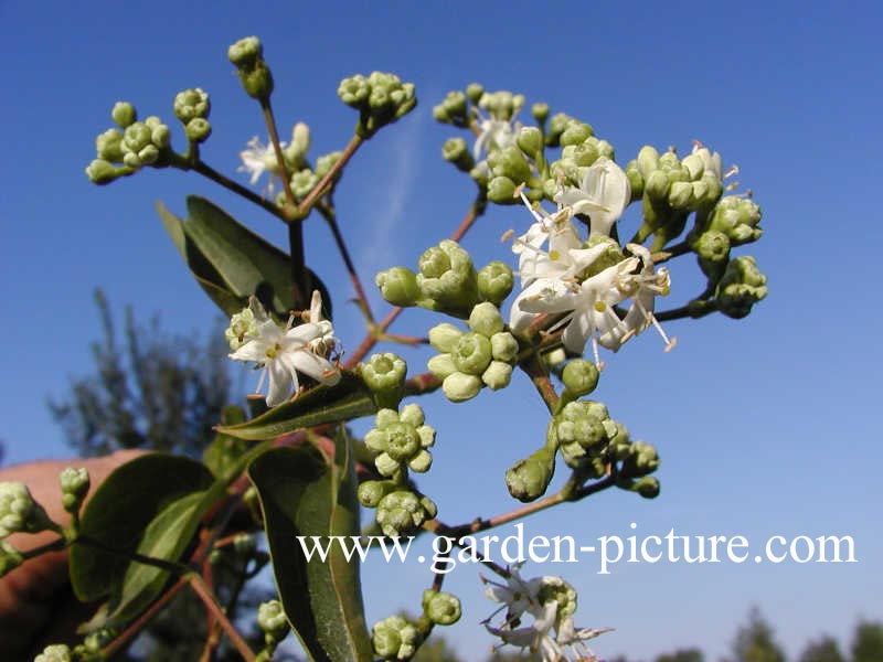 Heptacodium miconioides