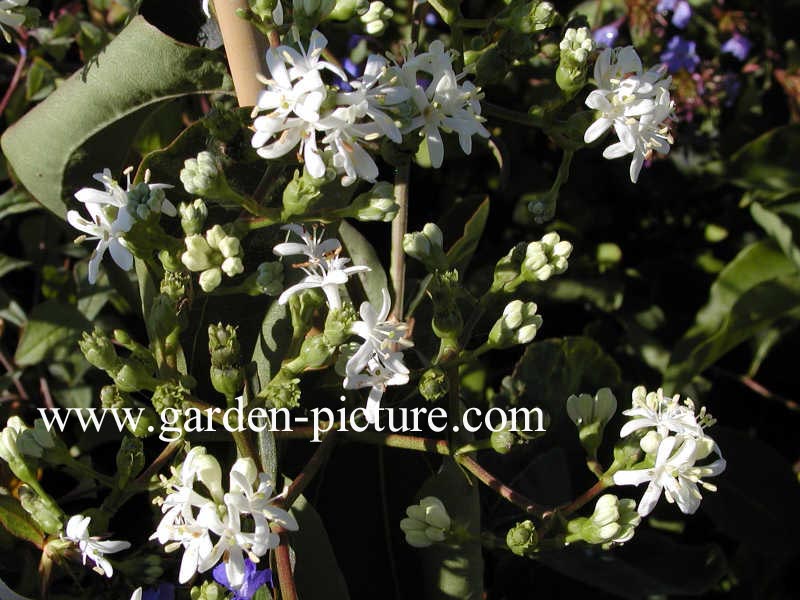 Heptacodium miconioides