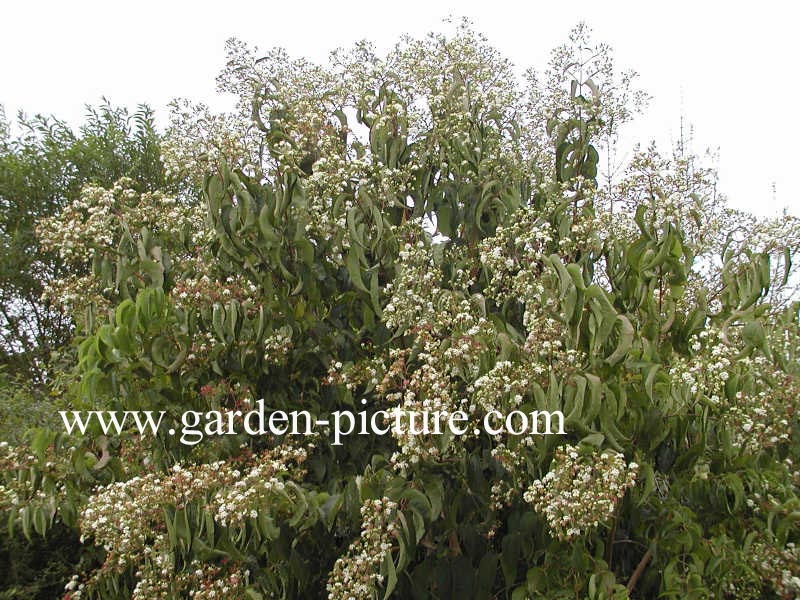 Heptacodium miconioides