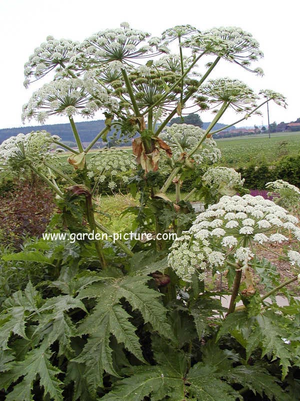 Heracleum mantegazzianum