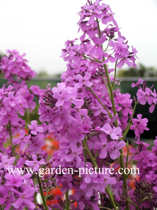 Hesperis matronalis