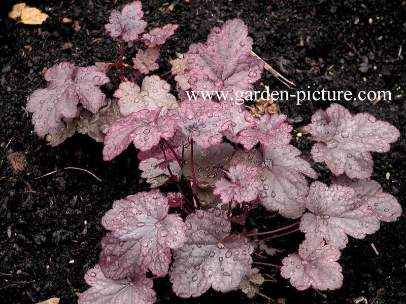 Heuchera 'Plum Pudding'