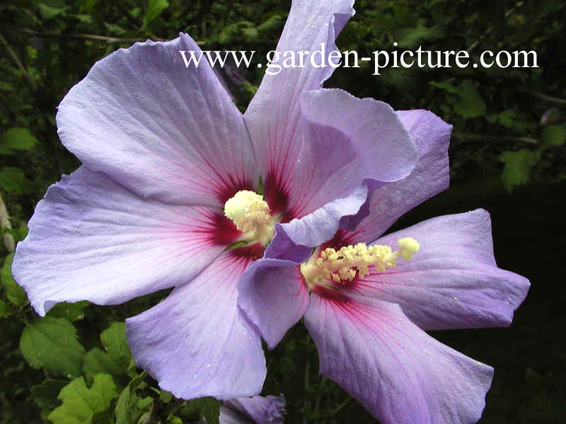 Hibiscus syriacus 'Oiseau Bleu'