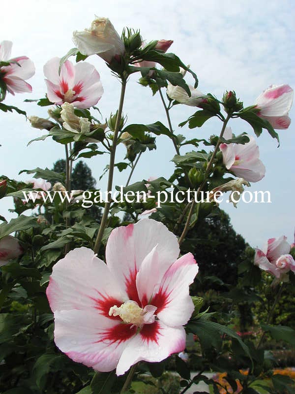 Hibiscus syriacus 'Hamabo'