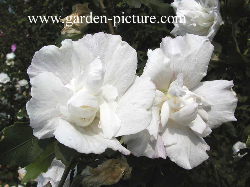 Hibiscus syriacus 'Jeanne d'Arc'