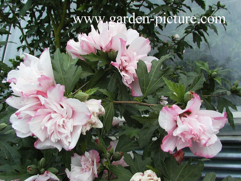 Hibiscus syriacus 'Lady Stanley'