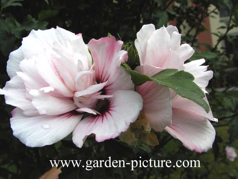 Hibiscus syriacus 'Lady Stanley'