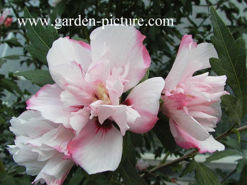 Hibiscus syriacus 'Lady Stanley'