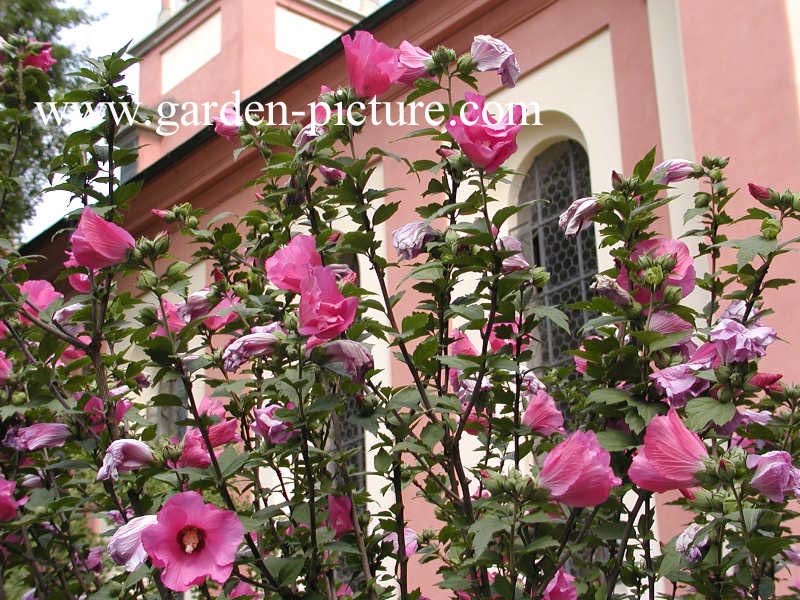 Hibiscus syriacus 'Flogi' (PINK GIANT)