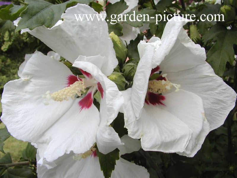 Hibiscus syriacus 'Red Heart'