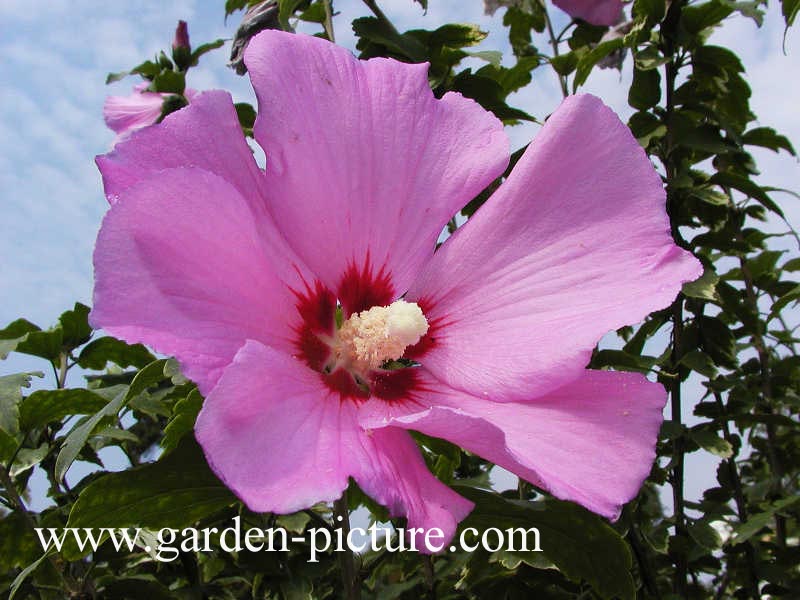 Hibiscus syriacus 'Floru' (RUSSIAN VIOLET)