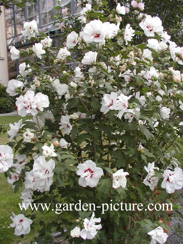 Hibiscus syriacus 'Speciosus'