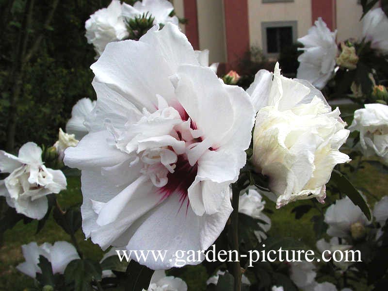 Hibiscus syriacus 'Speciosus'