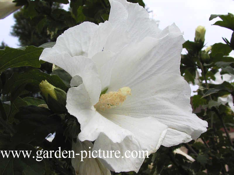 Hibiscus syriacus 'Totus Albus'