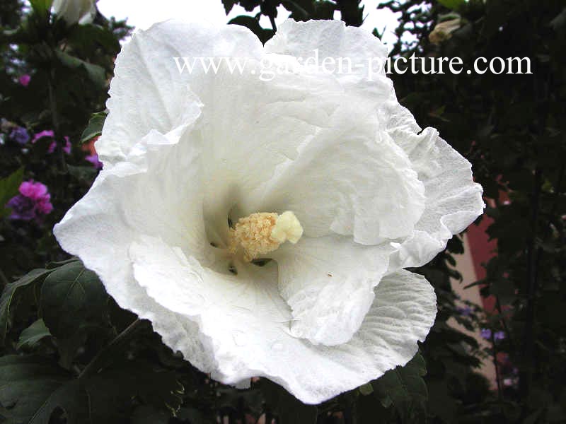 Hibiscus syriacus 'W.R. Smith'