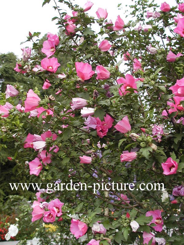 Hibiscus syriacus 'Woodbridge'