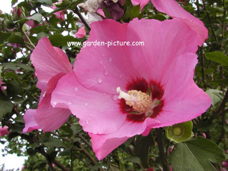 Hibiscus syriacus 'Woodbridge'