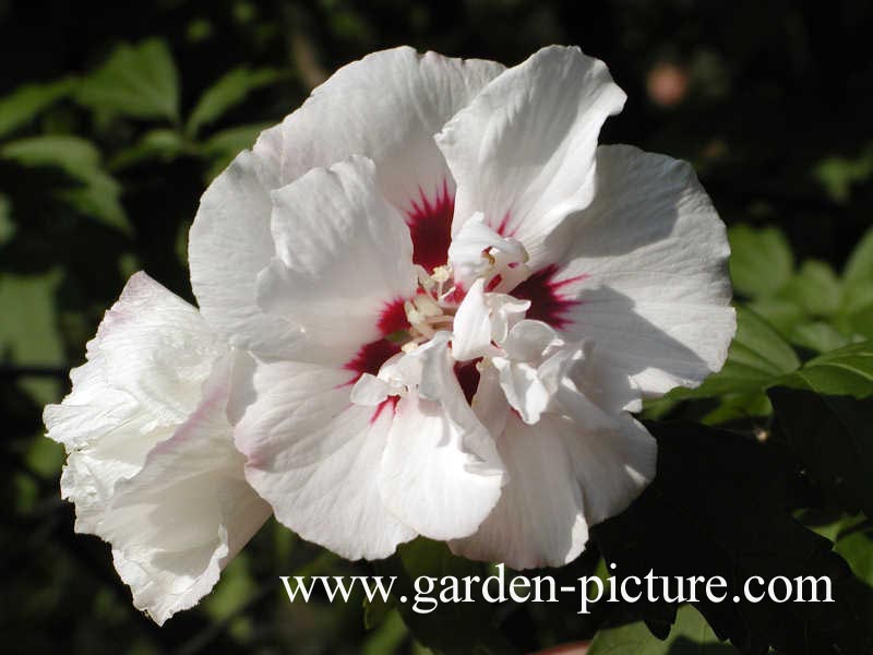 Hibiscus syriacus 'Speciosus'