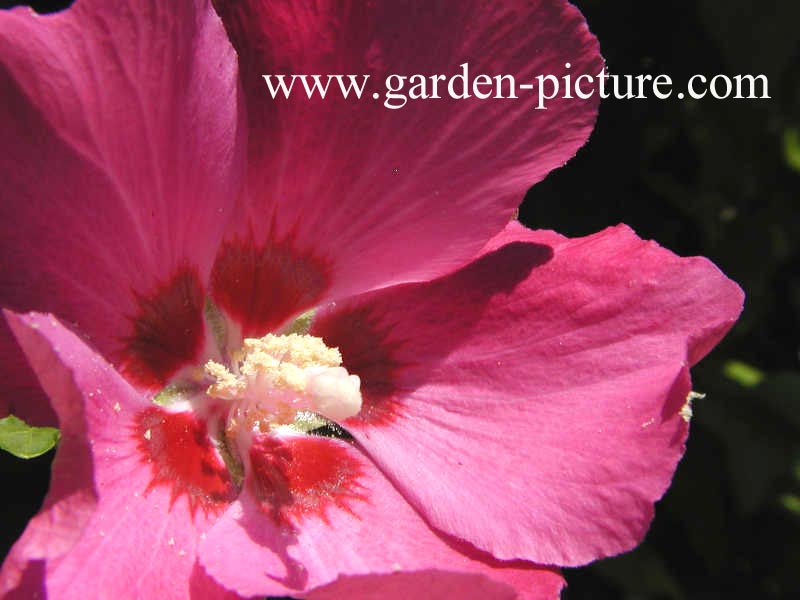 Hibiscus syriacus 'Woodbridge'