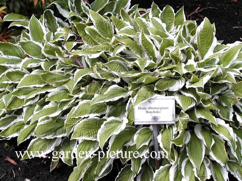 Hosta 'Ginko Craig'